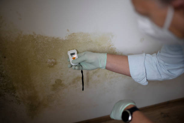 Mold Removal and Inspection in Spackenkill, NY