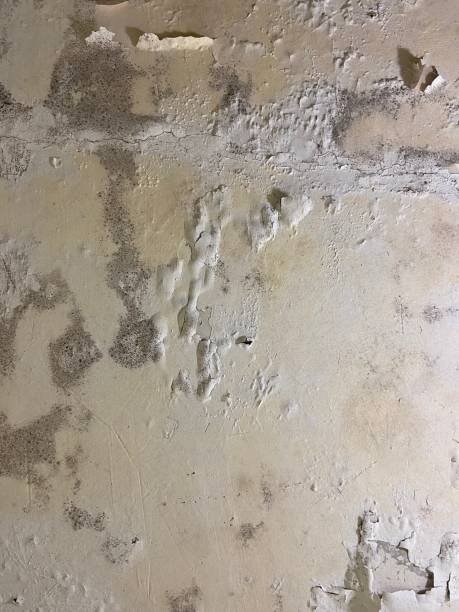 Best Residential Mold Removal  in Spackenkill, NY