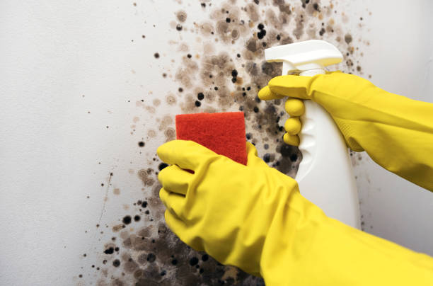 Best Crawl Space Mold Removal  in Spackenkill, NY